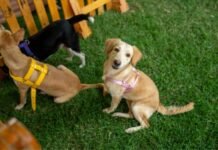 Cães e gatos resgatados esperam por um lar em feira de adoção neste sábado em Manaus