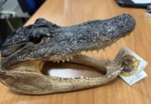 Italiano é flagrado com cabeça de crocodilo dentro de mala e pode pagar multa de R$ 1,2 milhão